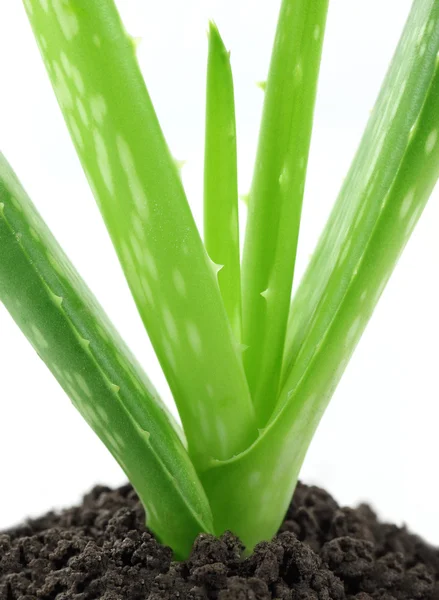 Fresco aloe vera su sfondo bianco — Foto Stock