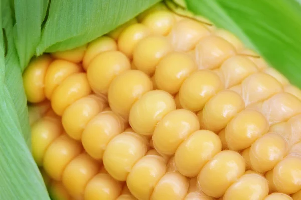Fresh corn macro — Stock Photo, Image