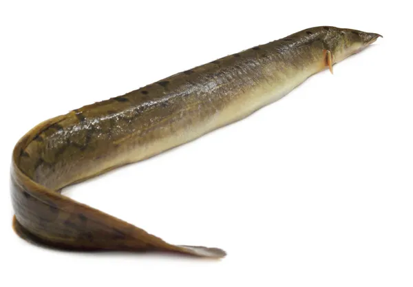 Indian eel — Stock Photo, Image