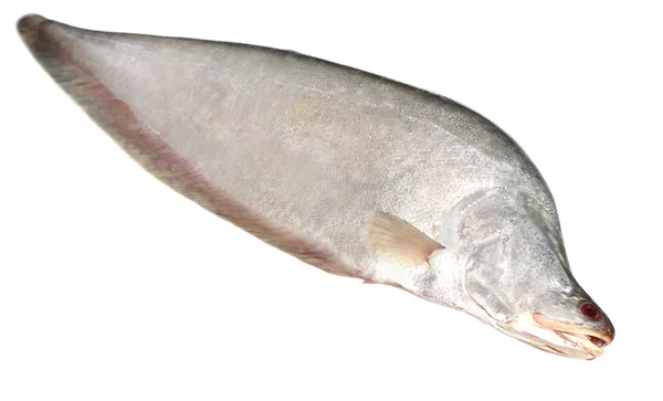 Featherback や東南アジアの淡水 chitol 魚のせむし — ストック写真