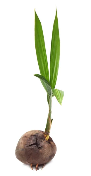 Sadzonka kokosowe — Zdjęcie stockowe