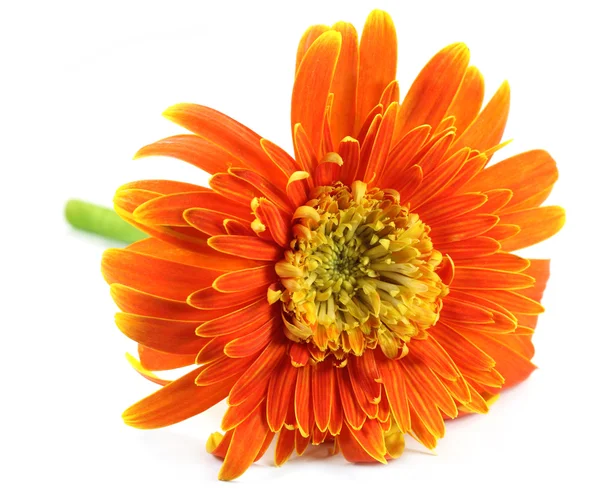 Close up of a gerbera flower — Stock Photo, Image