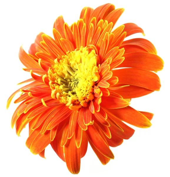 Close up of a gerbera flower — Stock Photo, Image