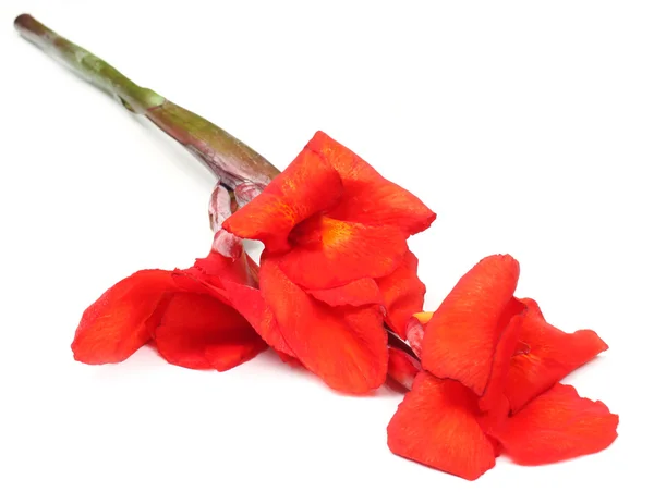 Canna indica nebo Julius květ indického subkontinentu — Stock fotografie