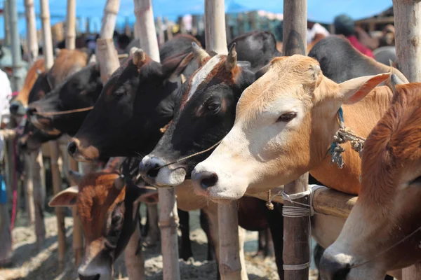 Kurbani bydła w Bangladeszu — Zdjęcie stockowe