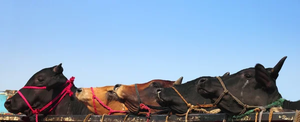 방글라데시에서 Kurbani 가축 — 스톡 사진