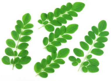 yenilebilir moringa yaprakları