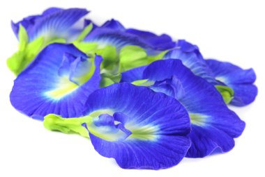 clitoria ternatea veya aparajita çiçek