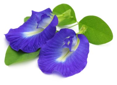 clitoria ternatea veya aparajita çiçek
