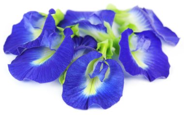 clitoria ternatea veya aparajita çiçek