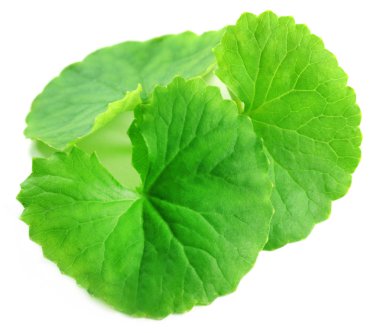 Şifalı thankuni yaprakları