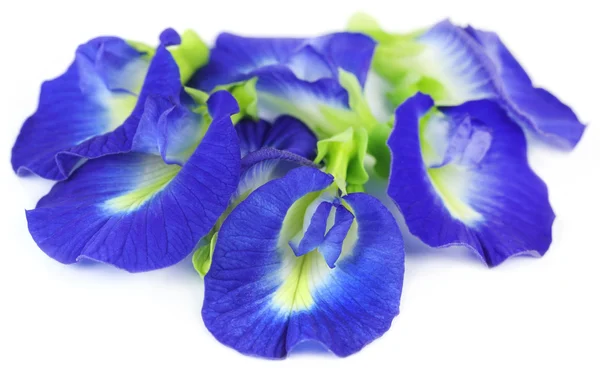 Clitoria ternatea of aparajita bloem — Stockfoto