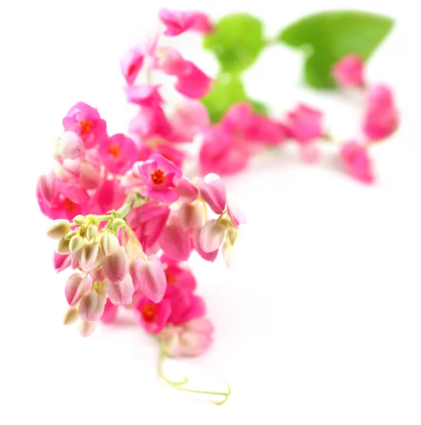 Pink coral vine — Stock Photo, Image