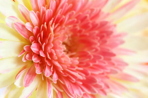 Macro of a gerbera Flower — Stock Photo, Image
