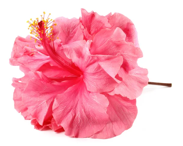 Hibiskusblüte — Stockfoto