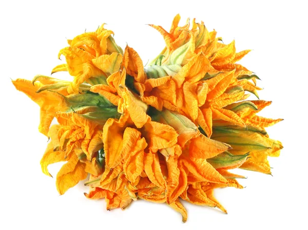 Fiore di zucca commestibile — Foto Stock