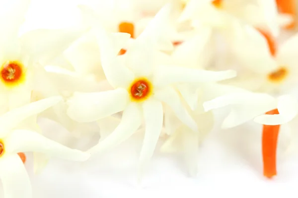 Sheuli blomma i södra Asien — Stockfoto