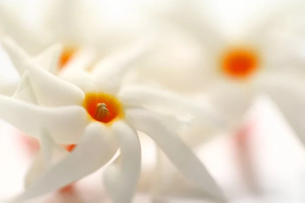 南アジアの sheuli 花 — ストック写真