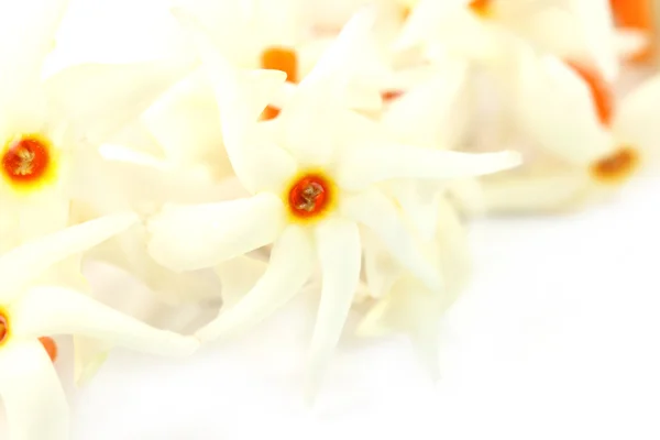 Sheuli blomma i södra Asien — Stockfoto