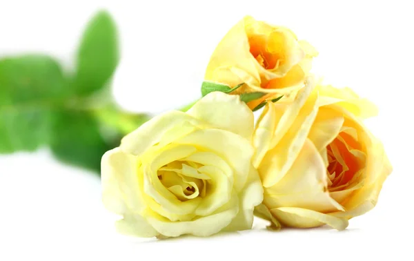 Yellow roses — Stock Photo, Image