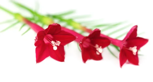 白い背景の上の tarulata の花 — Stock fotografie