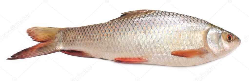 áˆ rui fish stock photos royalty free rui fish pic images download on depositphotos