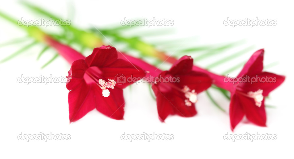 Tarulata flower over white background