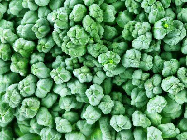 Broccoli freschi — Foto Stock