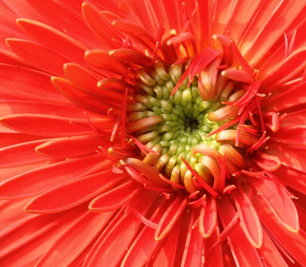 Gerbera Flower — Stock Photo, Image