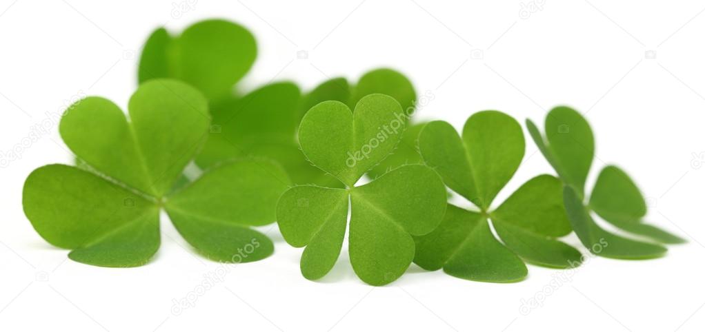 Decorative Clover leaves