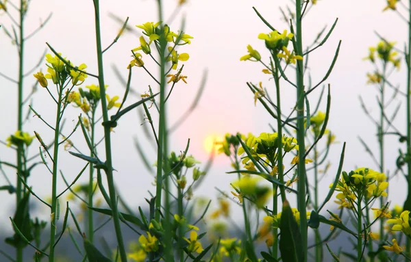 Fiori gialli — Foto Stock