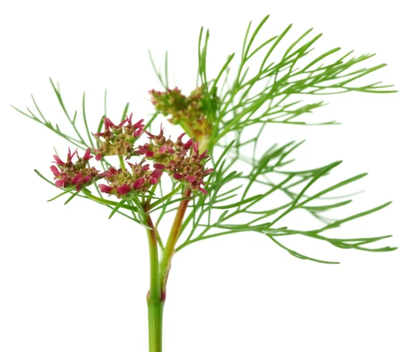 Flor de cilantro con hojas —  Fotos de Stock