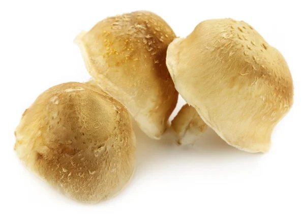 Съедобный шиитакский гриб на белом фоне — стоковое фото