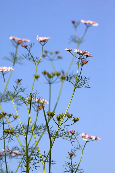 Coriander flower with leaves — Stock Photo, Image