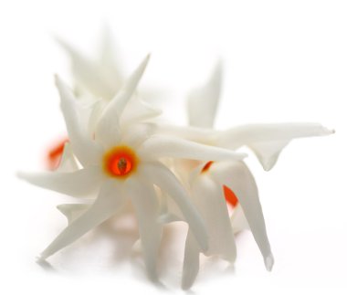 Nyctanthes arbor-tristis or Sheuli flower of Southern Asia