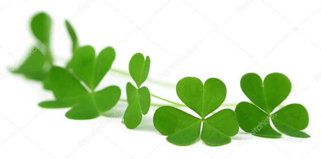 Shamrock of Ireland