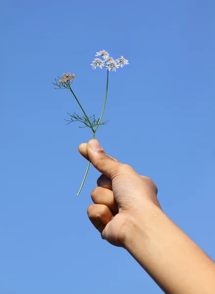 Hand hält Korianderblüte gegen blauen Himmel — Stockfoto