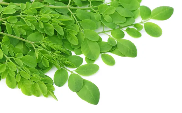 Beyaz arka plan üzerinde yenilebilir moringa bırakır