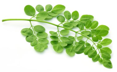 Edible moringa leaves over white background clipart