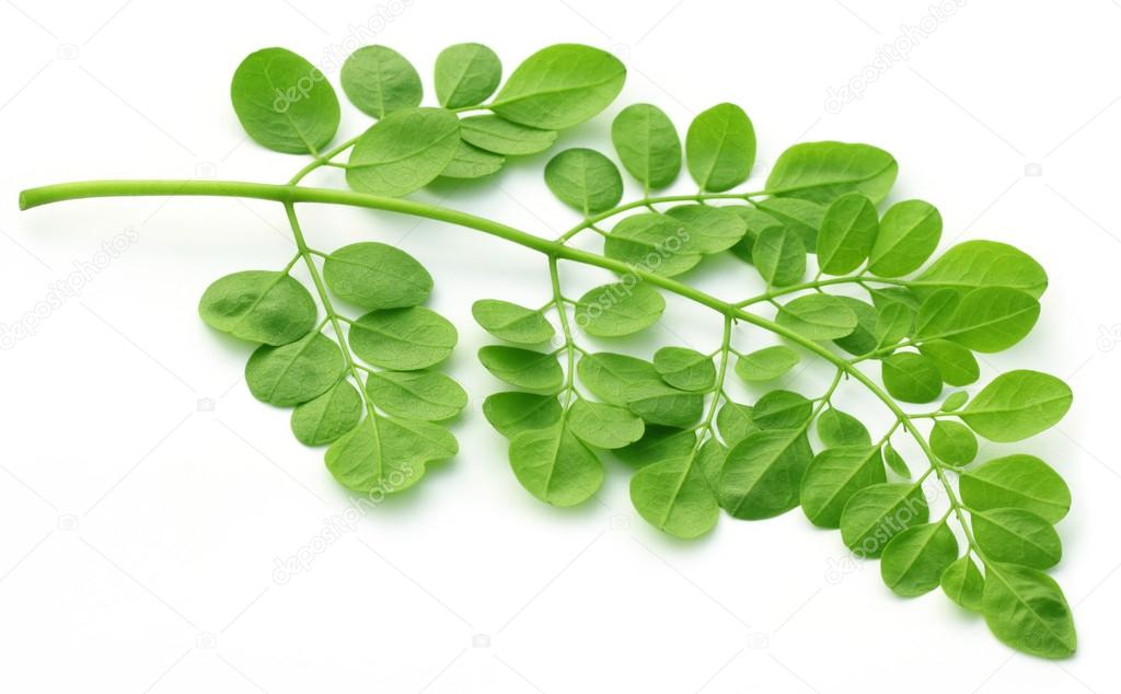 Edible moringa leaves over white background