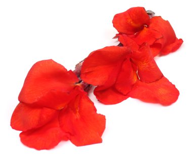 beyaz arkaplanda izole kırmızı çiçekler