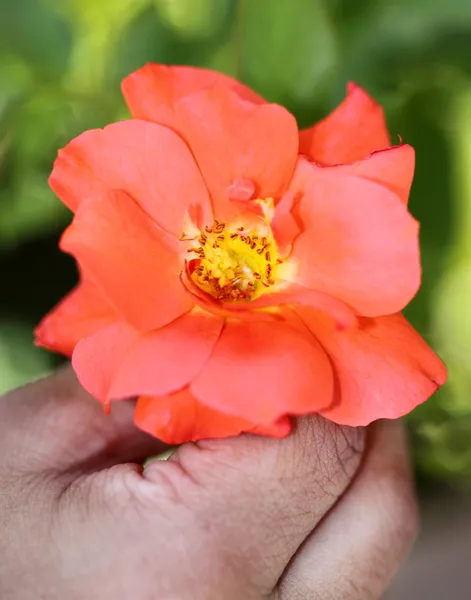 Рука держит красный цветок — стоковое фото