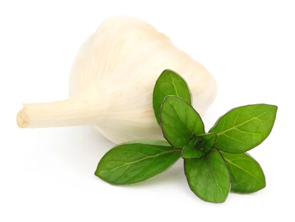 Mint leaves with Garlic over white background — Stock Photo, Image