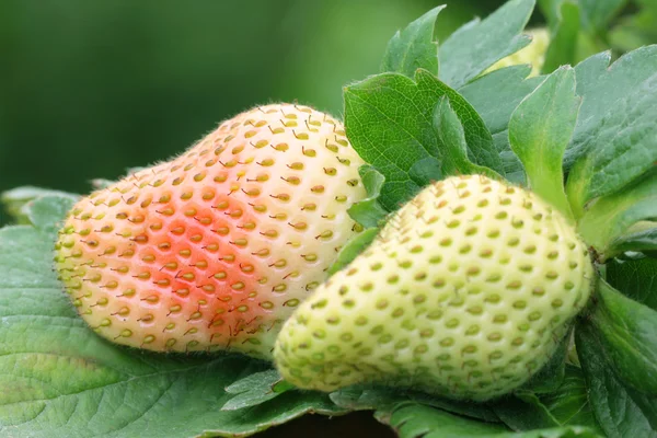 Strawberries half ripe — Stock Photo, Image