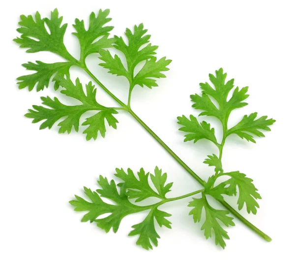 Fresh coriander leaves — Stock Photo, Image