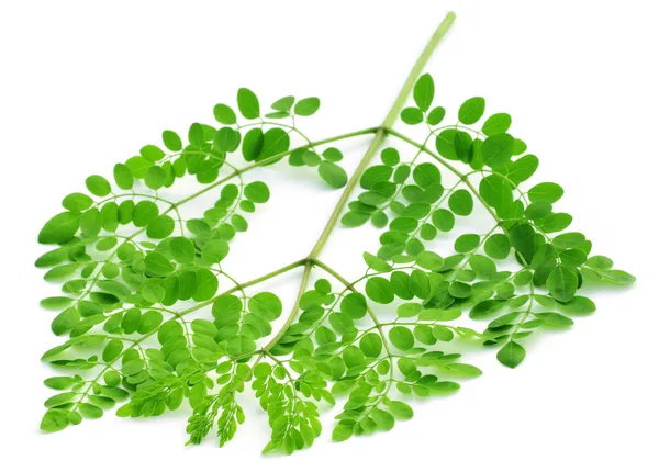 Folhas de moringa comestíveis — Fotografia de Stock