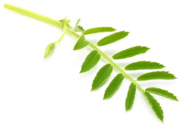 Chick-pea leaves over white backgrokund — Stock Photo, Image