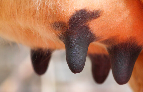 Cow breast full of milk