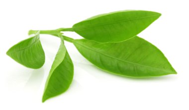 Yeşil portakal yaprağı