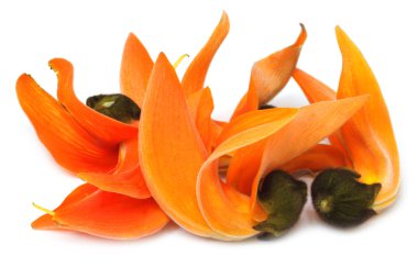 Güneydoğu Asya'nın butea monosperma veya palash çiçek